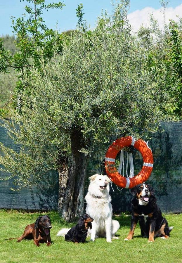 Villa Casa Galina Ciggiano Esterno foto